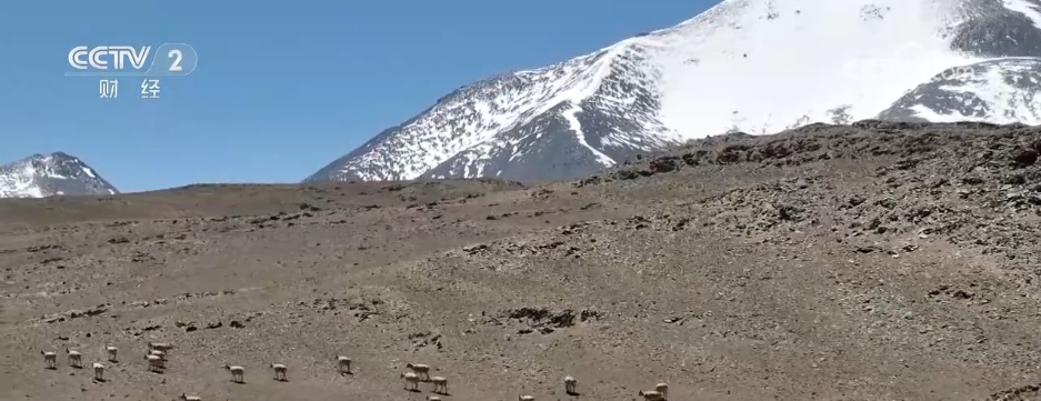 守护“高原精灵”迁徙“生命通道” 见证我国生态保护领域“硕果累累”