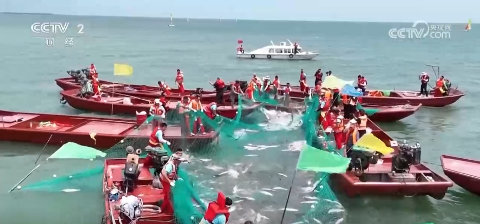 鱼满塘、粮满仓 智慧农业领跑“三夏” 绘就希望的田野好“丰”光 鱼满塘、粮满仓 智慧农业领跑“三夏” 绘就希望的田野好“丰”光