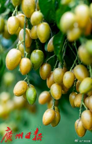 广州人喜爱的鸡心黄皮要上市啦 7月5日会进入最佳赏味期 广州人喜爱的鸡心黄皮要上市啦 7月5日会进入最佳赏味期