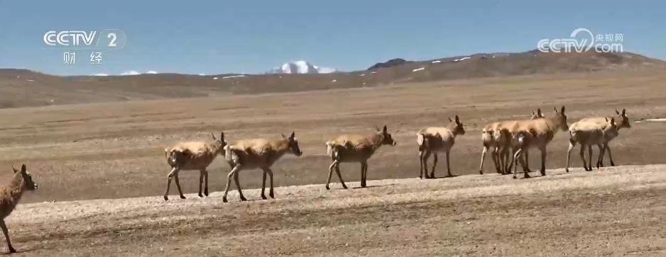 守护“高原精灵”迁徙“生命通道” 见证我国生态保护领域“硕果累累”