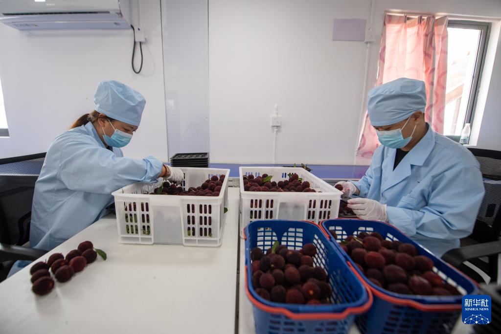 新华全媒+丨浙江文成:东魁杨梅销往德国市场 新华全媒+丨浙江文成:东魁杨梅销往德国市场