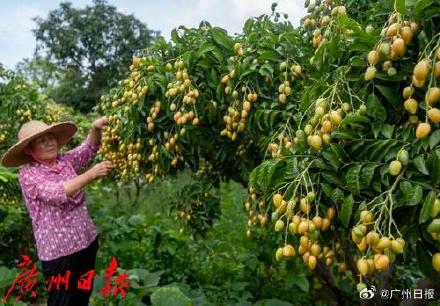 广州人喜爱的鸡心黄皮要上市啦 7月5日会进入最佳赏味期 广州人喜爱的鸡心黄皮要上市啦 7月5日会进入最佳赏味期