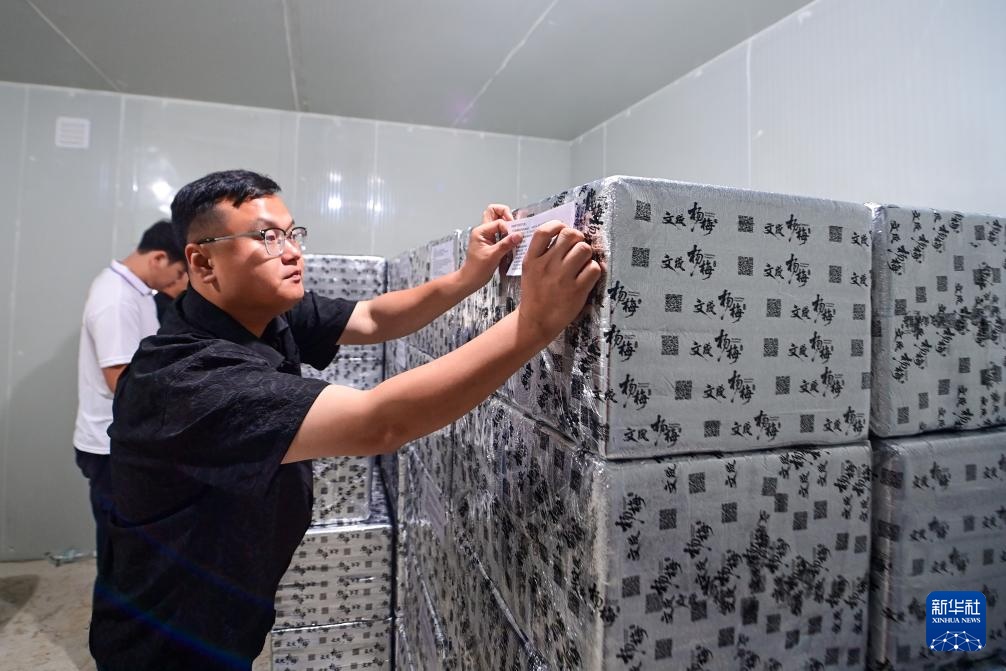 新华全媒+丨浙江文成:东魁杨梅销往德国市场 新华全媒+丨浙江文成:东魁杨梅销往德国市场