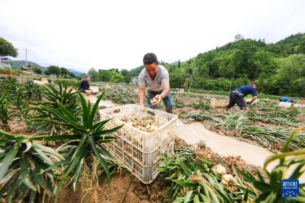 湖南龙山：生产自救忙