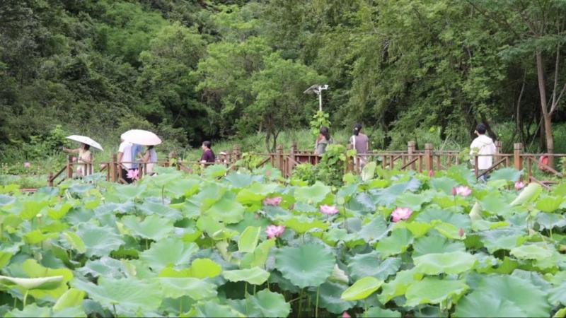 江西:夏至荷香引客来 “美丽经济”添新活力 江西:夏至荷香引客来 “美丽经济”添新活力