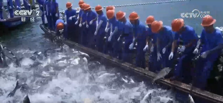 鱼满塘、粮满仓 智慧农业领跑“三夏” 绘就希望的田野好“丰”光 鱼满塘、粮满仓 智慧农业领跑“三夏” 绘就希望的田野好“丰”光