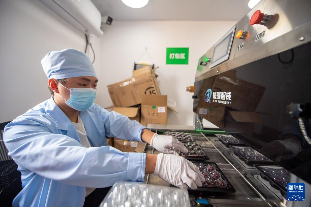 新华全媒+丨浙江文成:东魁杨梅销往德国市场 新华全媒+丨浙江文成:东魁杨梅销往德国市场