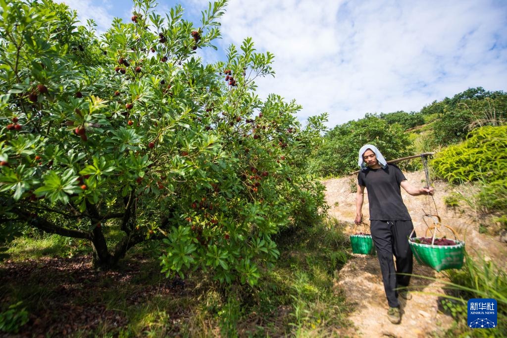 新华全媒+丨浙江文成:东魁杨梅销往德国市场 新华全媒+丨浙江文成:东魁杨梅销往德国市场