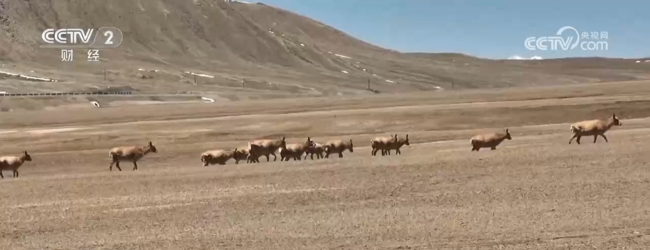 守护“高原精灵”迁徙“生命通道” 见证我国生态保护领域“硕果累累”