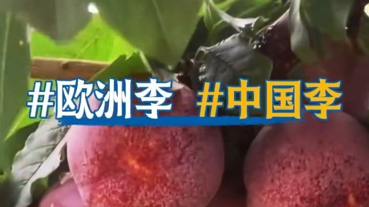 这种水果正陆续上市，吃对了更健康！