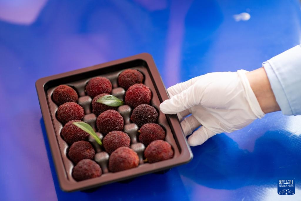 新华全媒+丨浙江文成:东魁杨梅销往德国市场 新华全媒+丨浙江文成:东魁杨梅销往德国市场