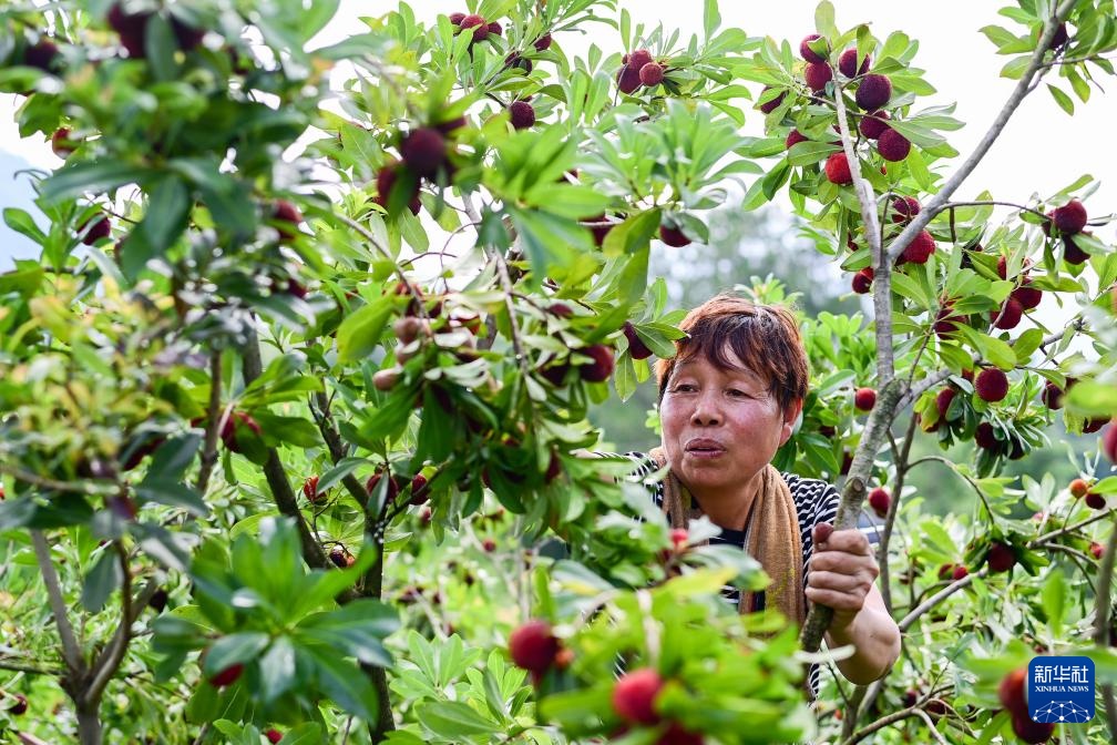 新华全媒+丨浙江文成:东魁杨梅销往德国市场 新华全媒+丨浙江文成:东魁杨梅销往德国市场