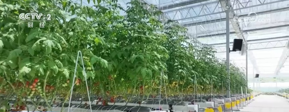 鱼满塘、粮满仓 智慧农业领跑“三夏” 绘就希望的田野好“丰”光 鱼满塘、粮满仓 智慧农业领跑“三夏” 绘就希望的田野好“丰”光