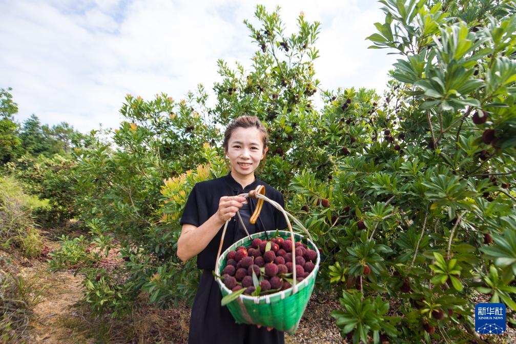 新华全媒+丨浙江文成:东魁杨梅销往德国市场 新华全媒+丨浙江文成:东魁杨梅销往德国市场