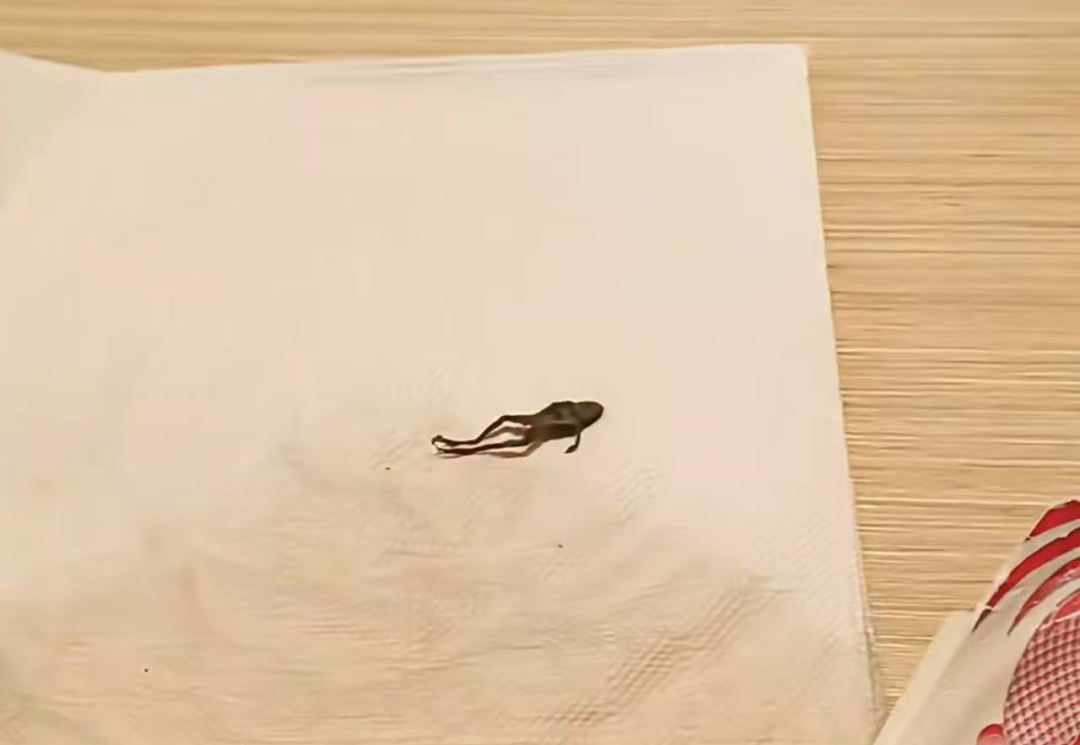 奈雪小盒茶内喝出整只青蛙?当事人:太恶心了,差点喝进嘴里 奈雪小盒茶内喝出整只青蛙?当事人:太恶心了,差点喝进嘴里