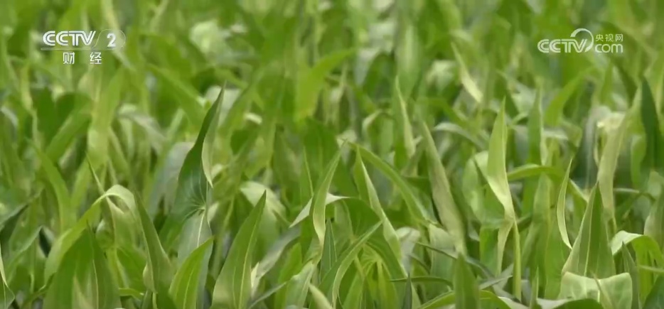 鱼满塘、粮满仓 智慧农业领跑“三夏” 绘就希望的田野好“丰”光 鱼满塘、粮满仓 智慧农业领跑“三夏” 绘就希望的田野好“丰”光