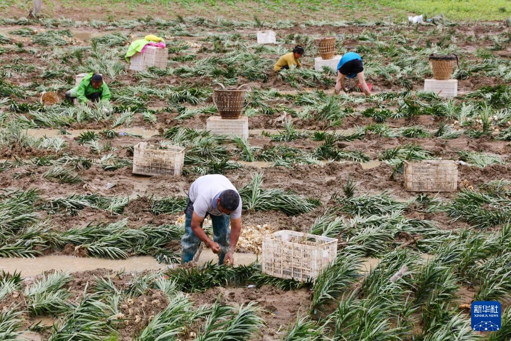 湖南龙山：生产自救忙