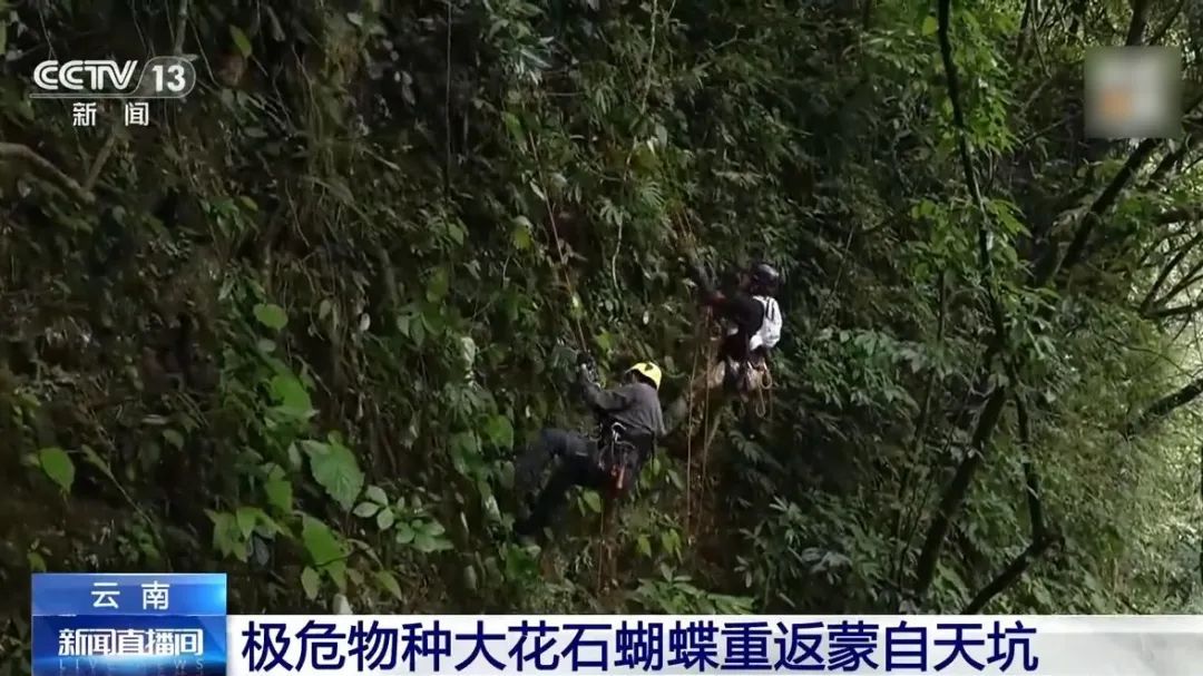 罕见！这一“消失”百年的极危物种，“回家”了