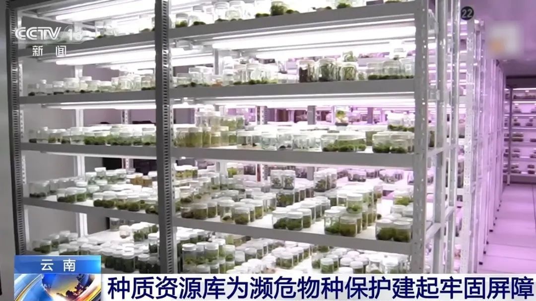 罕见！这一“消失”百年的极危物种，“回家”了