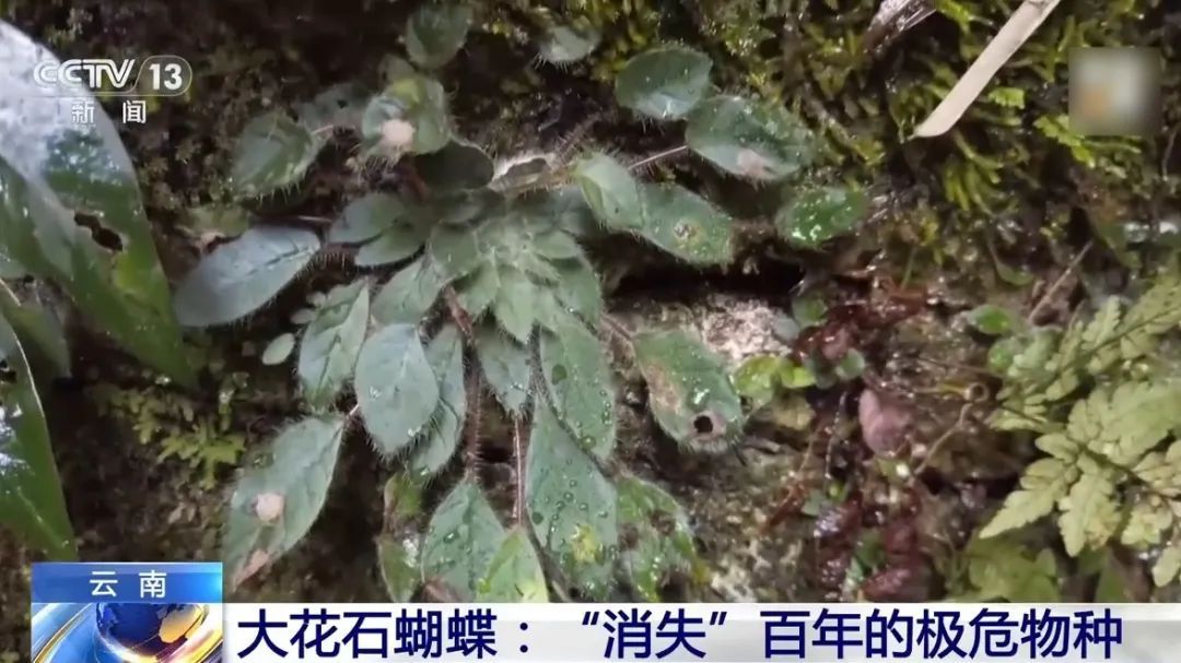 罕见！这一“消失”百年的极危物种，“回家”了