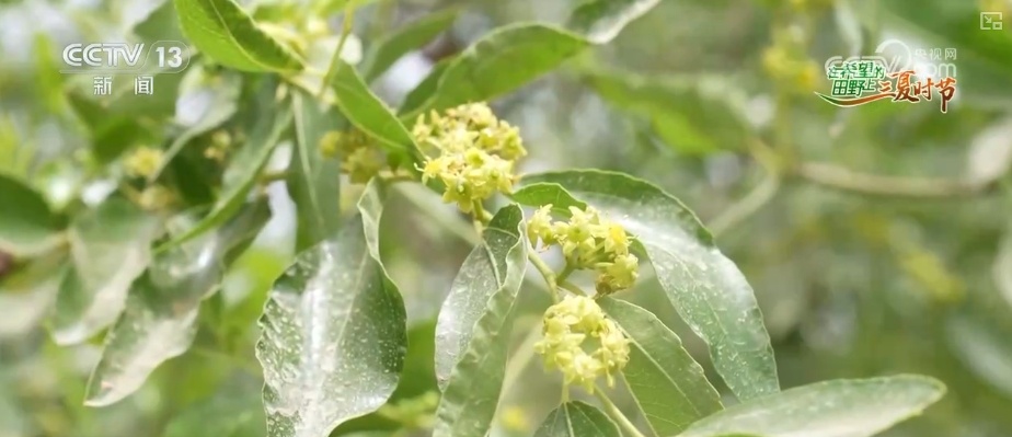 传统农业从“靠天吃饭”变“数据种田” 科技驱动“三夏”生产“加速跑”