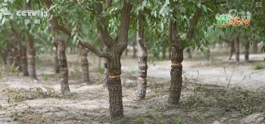 传统农业从“靠天吃饭”变“数据种田” 科技驱动“三夏”生产“加速跑”