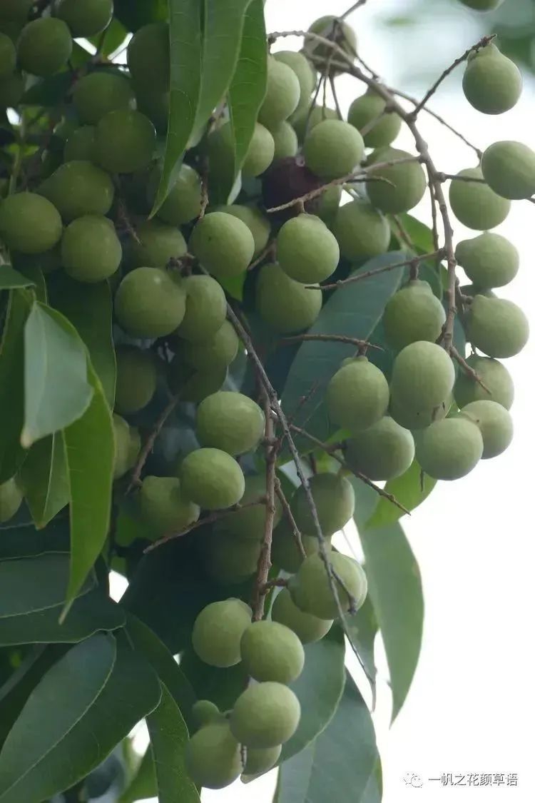 《长安的荔枝》没夸张，荔枝在古代真的超级名贵！