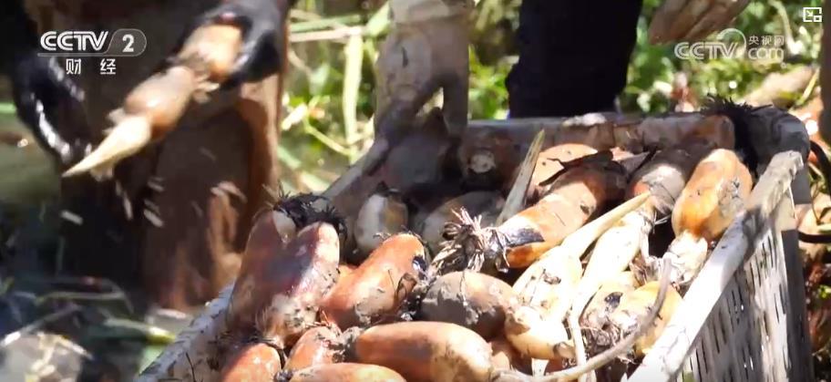 特色产业结硕果 丰收时节产销两旺