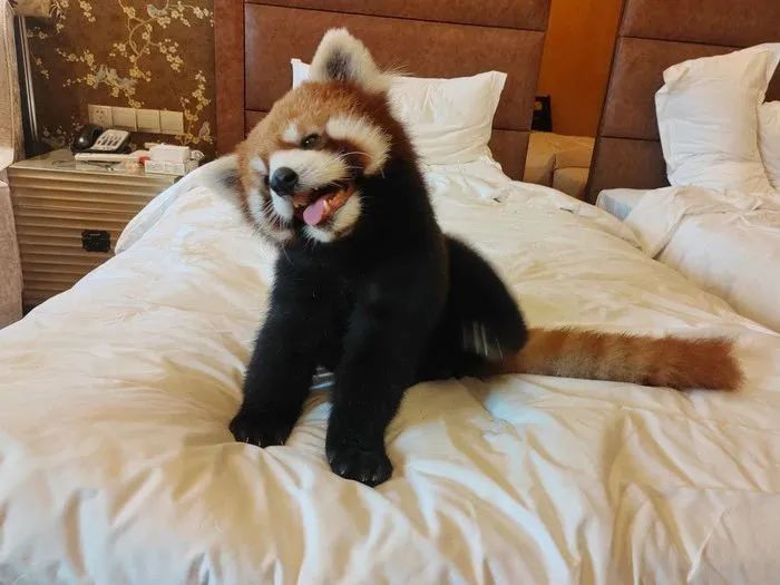 小熊猫叫早服务,被叫停! 小熊猫叫早服务,被叫停!