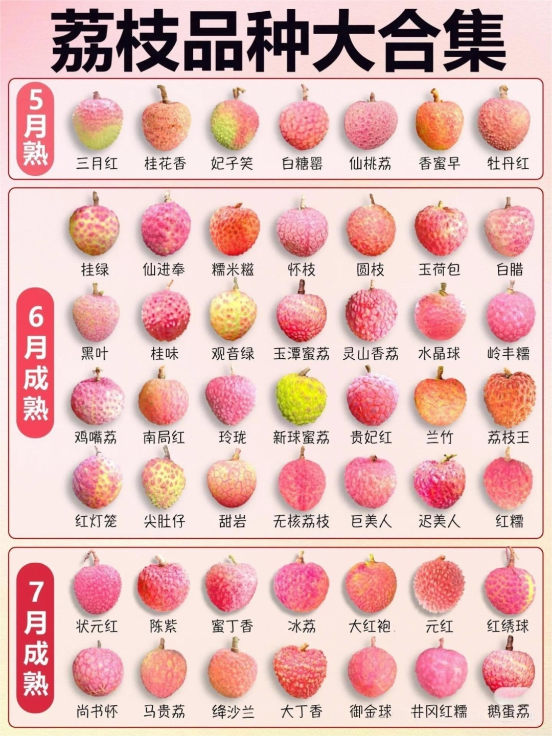 《长安的荔枝》播完了，今天来聊聊荔枝那些事儿