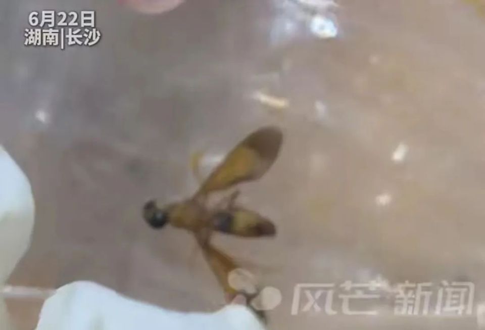 外卖炒粉吃出飞虫?商家回复“经过七七四十九个翻滚出来后翅膀腿健全?”顾客怒了 外卖炒粉吃出飞虫?商家回复“经过七七四十九个翻滚出来后翅膀腿健全?”顾客怒了