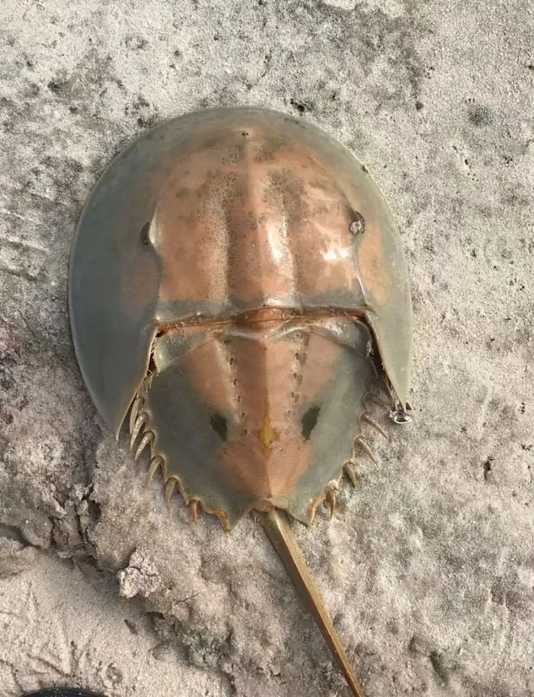 鲎:初号机真的好用 鲎:初号机真的好用