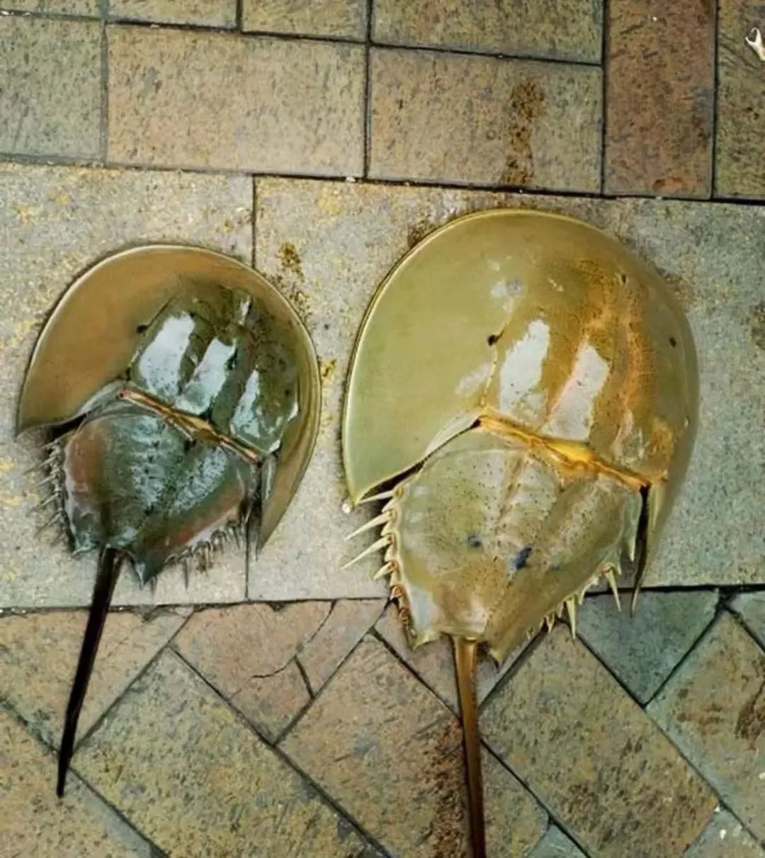 鲎:初号机真的好用 鲎:初号机真的好用