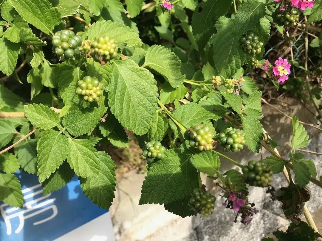 这些常见的花,见到也最好踩死 这些常见的花,见到也最好踩死