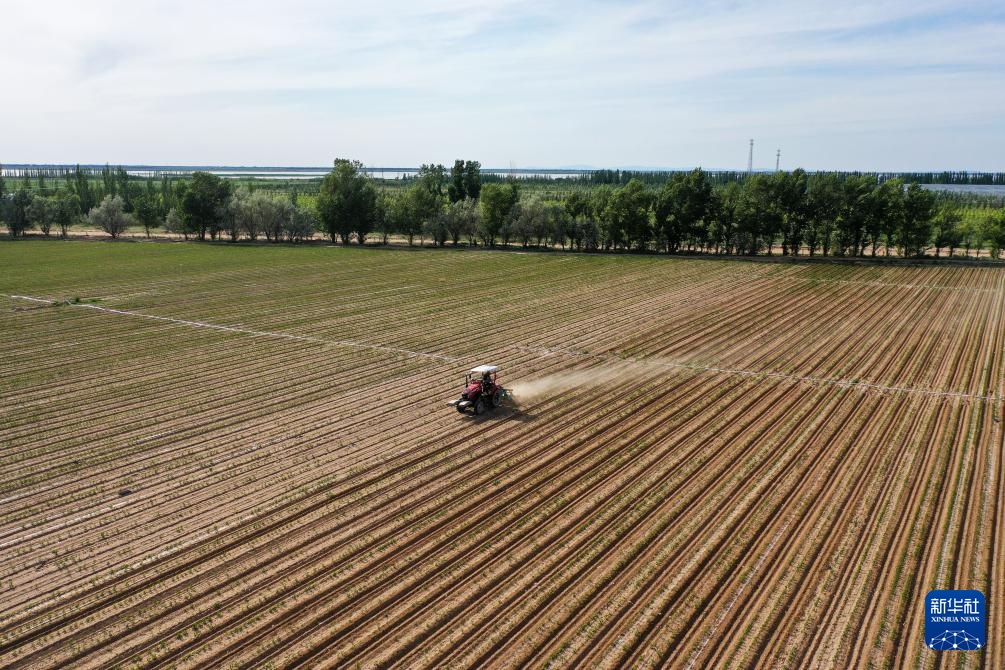 中国之城丨巴彦淖尔:黄河“几字弯”顶端上的北国江南 中国之城丨巴彦淖尔:黄河“几字弯”顶端上的北国江南