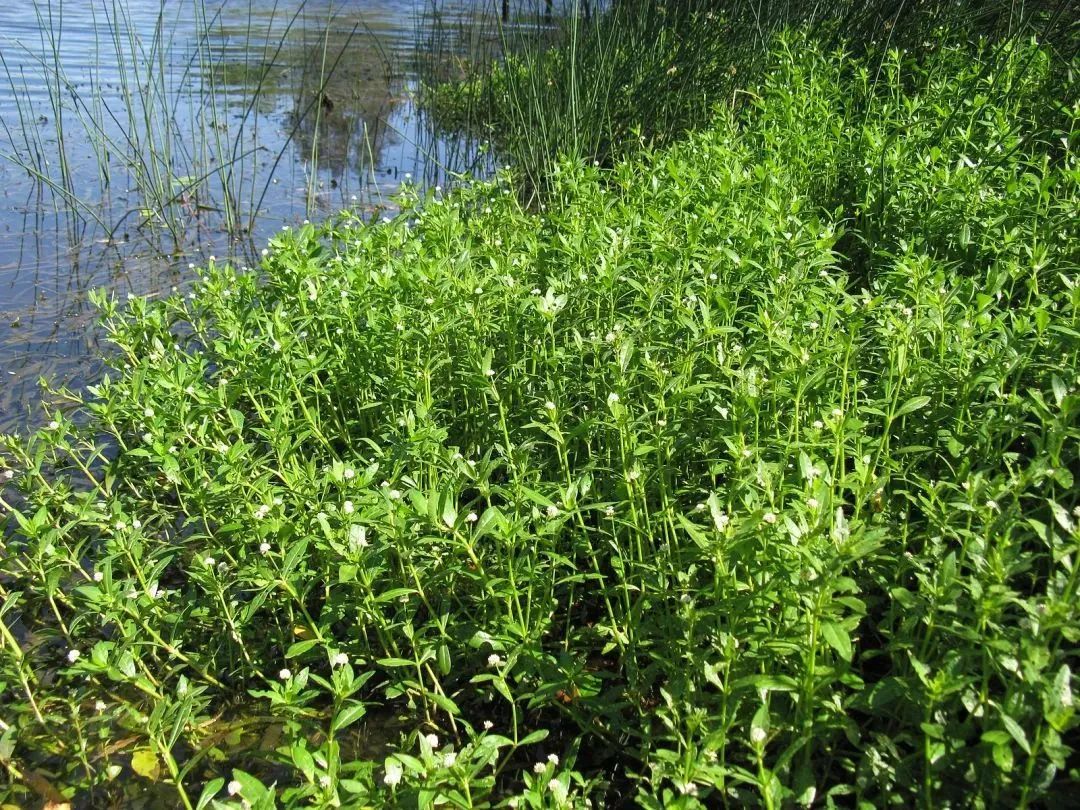 这些常见的花,见到也最好踩死 这些常见的花,见到也最好踩死