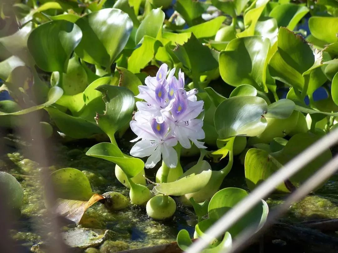 这些常见的花,见到也最好踩死 这些常见的花,见到也最好踩死