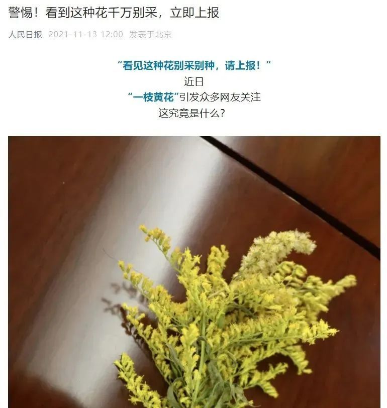 这些常见的花,见到也最好踩死 这些常见的花,见到也最好踩死