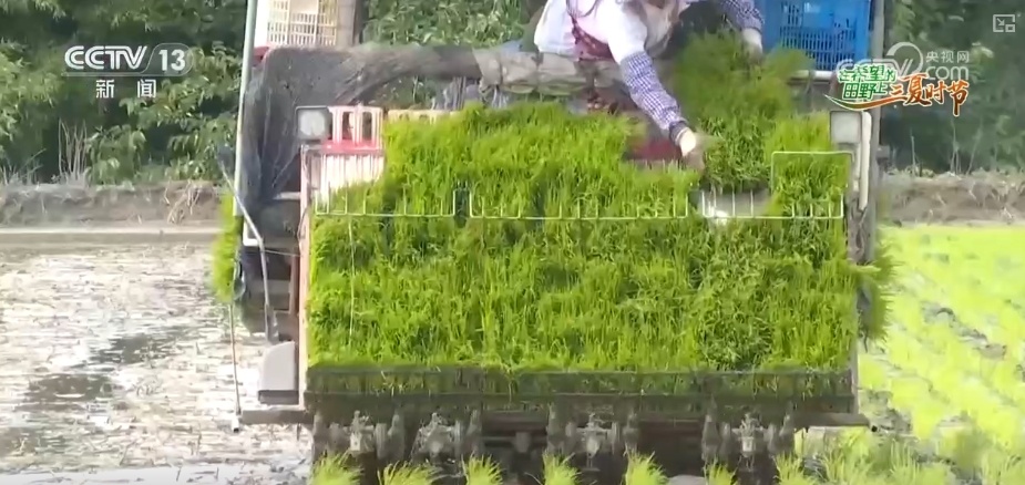 传统农业从“靠天吃饭”变“数据种田” 科技驱动“三夏”生产“加速跑”