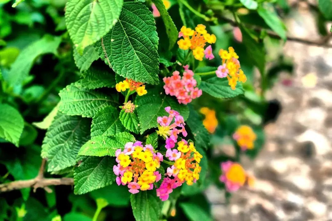 这些常见的花,见到也最好踩死 这些常见的花,见到也最好踩死