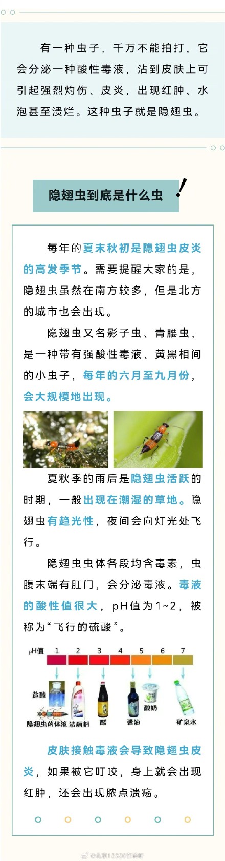 千万别拍！警惕“会飞的硫酸”隐翅虫