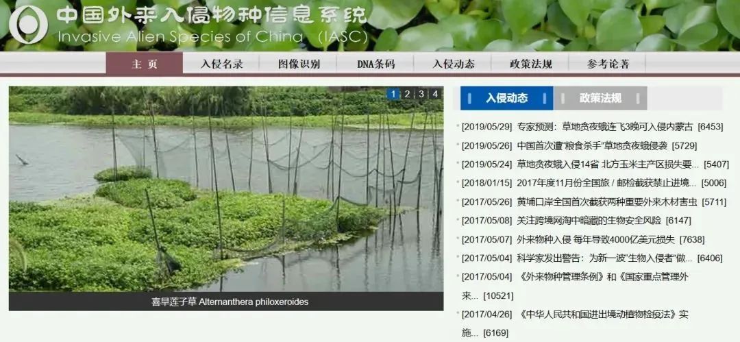 这些常见的花,见到也最好踩死 这些常见的花,见到也最好踩死