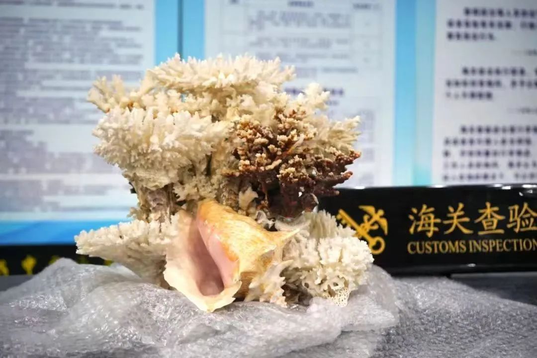 拱北海关查获珊瑚、非洲象牙制品，情节严重将构成犯罪