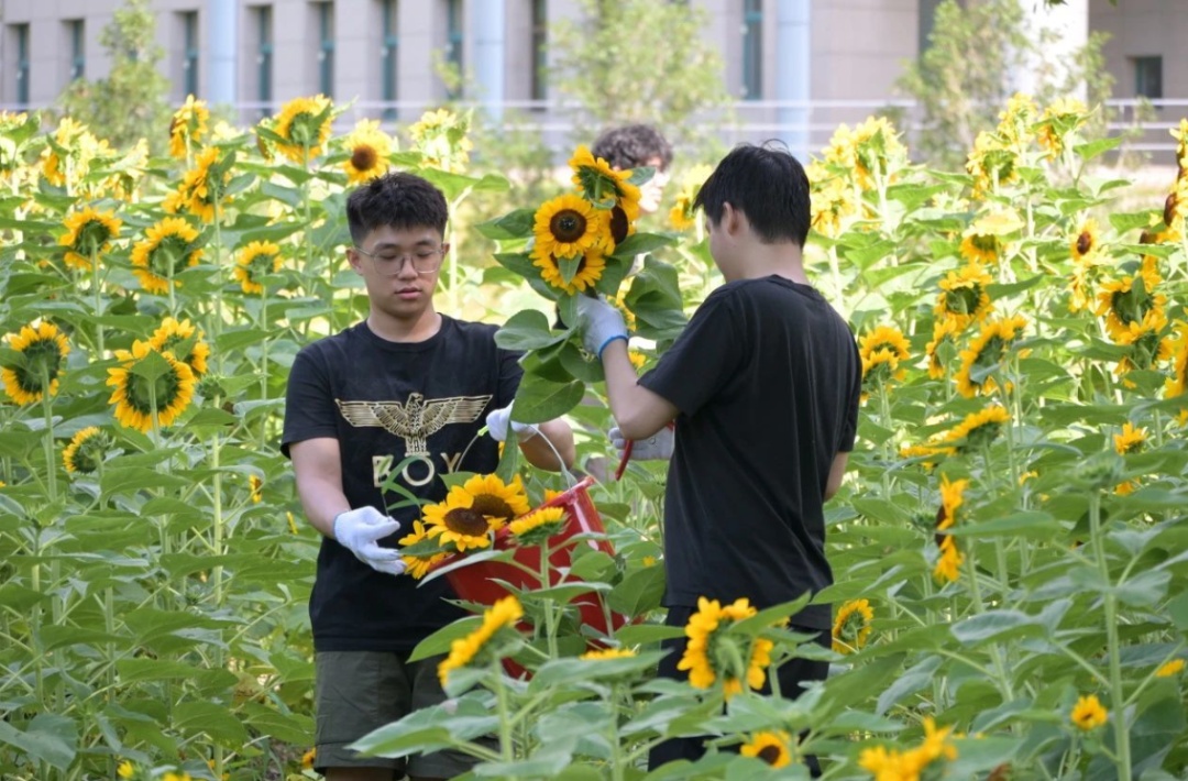 最用心毕业礼物!安徽一高校种向日葵送毕业生 最用心毕业礼物!安徽一高校种向日葵送毕业生