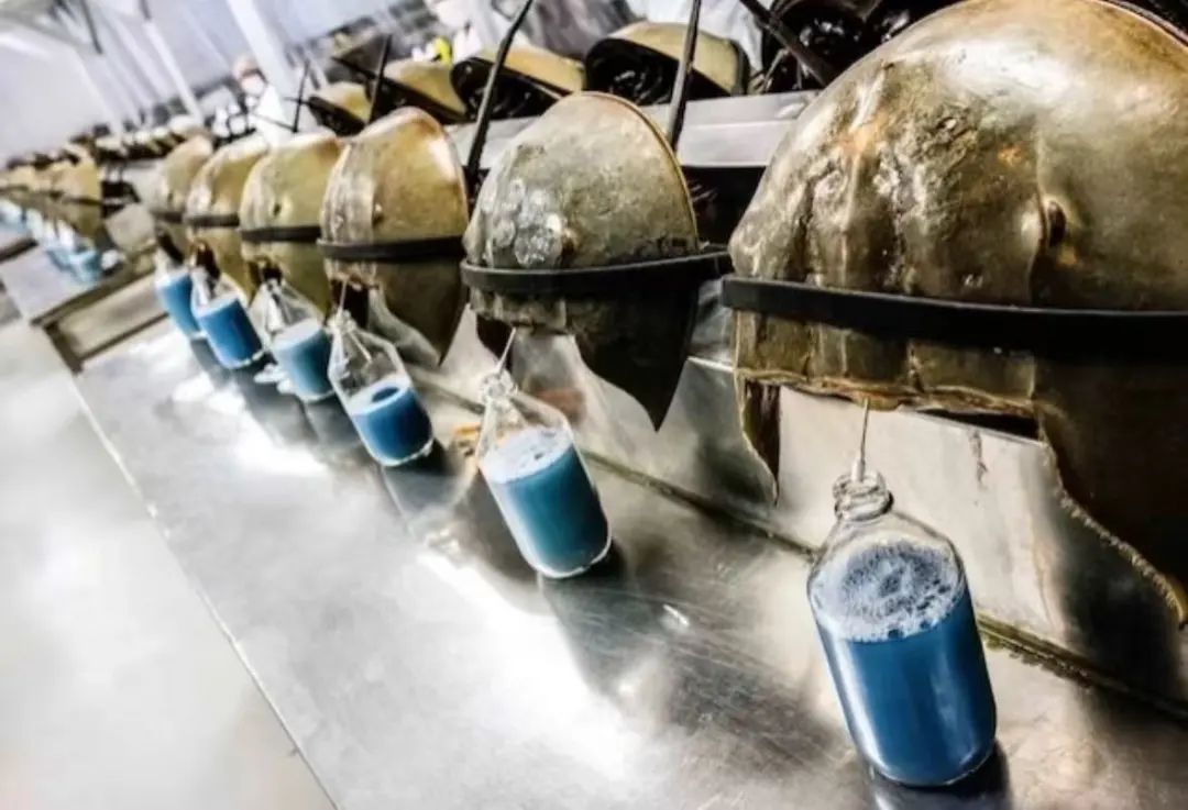 鲎:初号机真的好用 鲎:初号机真的好用