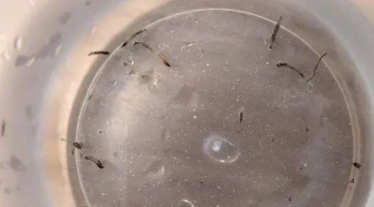 8岁女童持续呕出活虫!这种常见小飞蛾竟是“健康刺客”,家里的卫生间要多注意了 8岁女童持续呕出活虫!这种常见小飞蛾竟是“健康刺客”,家里的卫生间要多注意了