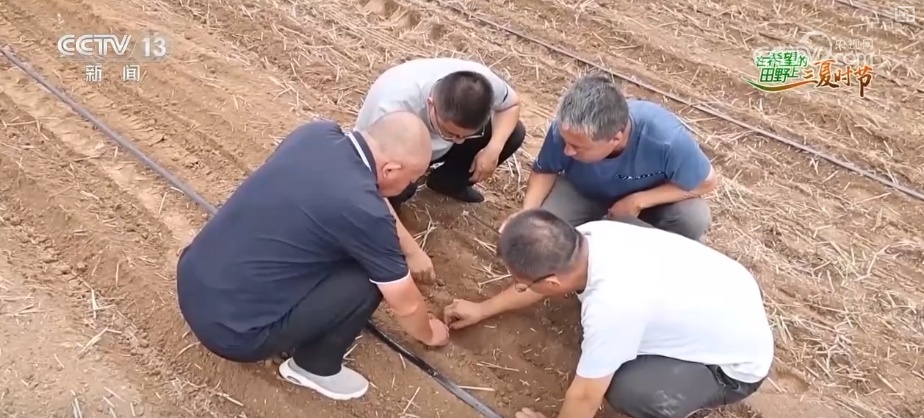 传统农业从“靠天吃饭”变“数据种田” 科技驱动“三夏”生产“加速跑”