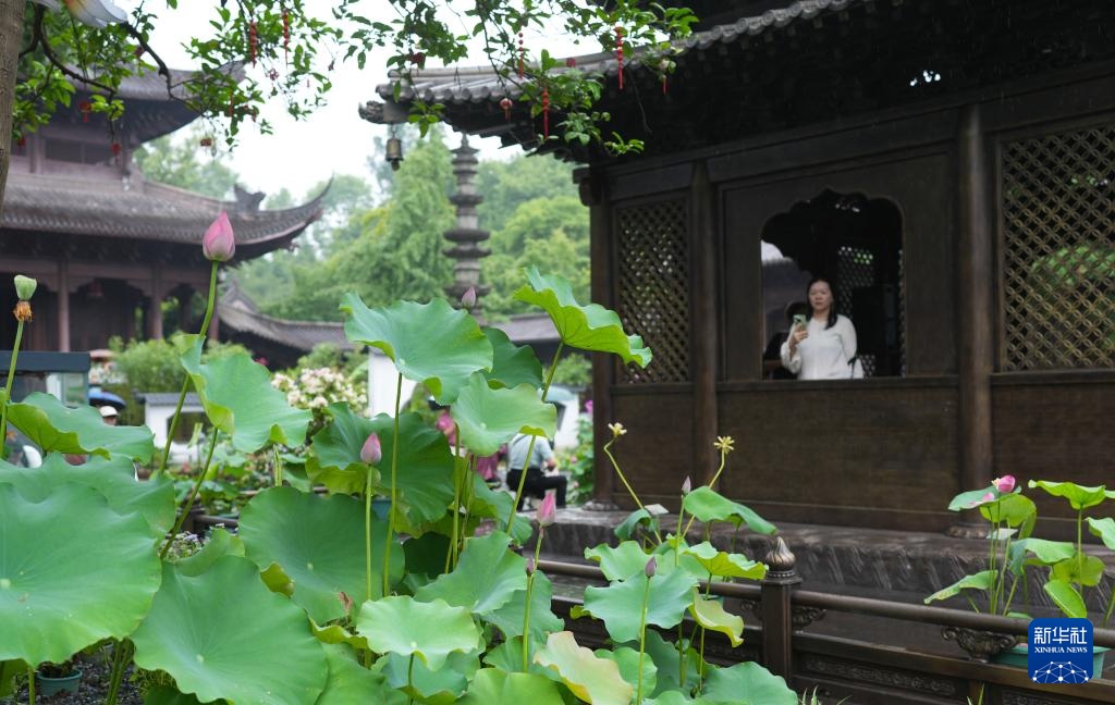 杭州:西湖荷花盛开 杭州:西湖荷花盛开