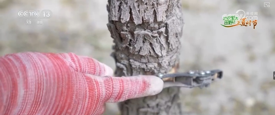 传统农业从“靠天吃饭”变“数据种田” 科技驱动“三夏”生产“加速跑”