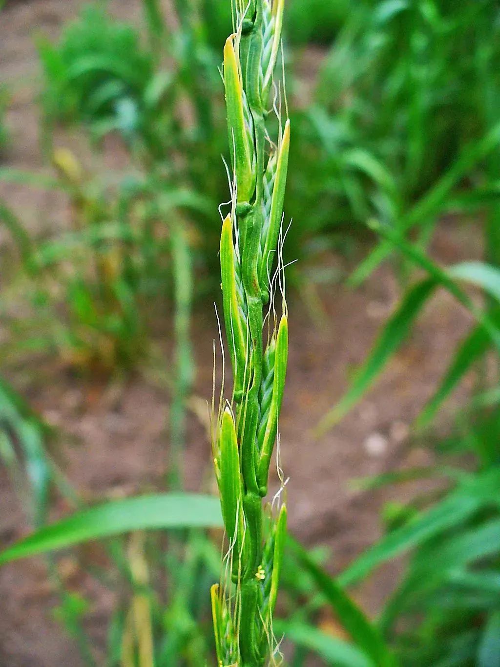 这些常见的花,见到也最好踩死 这些常见的花,见到也最好踩死